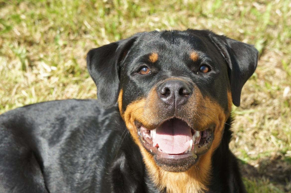 Rottweiler Enrica Vom Hause Desteny - 8 Månneder billede 13