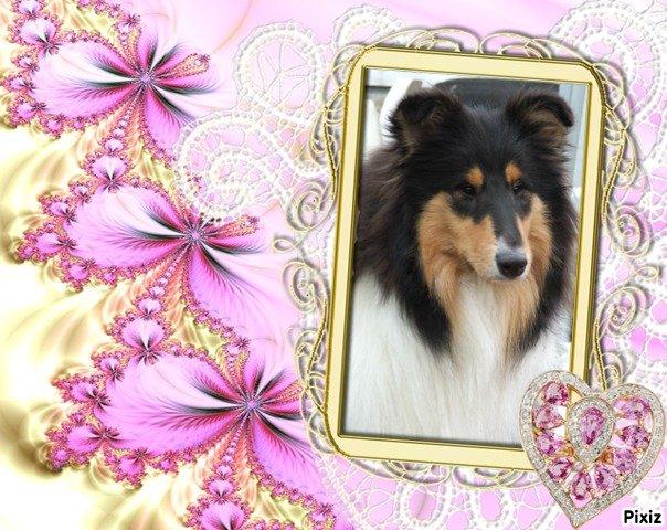 Collie langhåret Tvingsfields Dirty Diana (Belle) - Tvingsfields Dirty Diana (Belle) billede 1