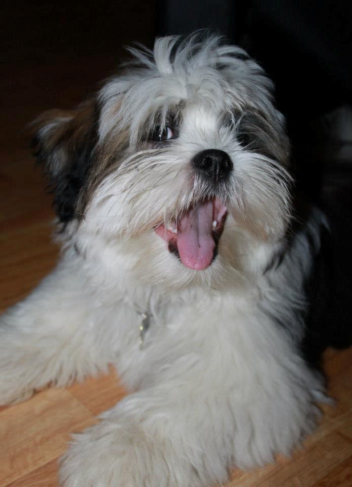 Lhasa apso Tucker billede 37