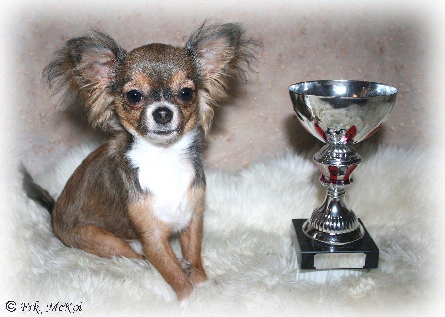 Chihuahua Nova (Udstationeret) - 201012: Baby-Champion!... <3 billede 5