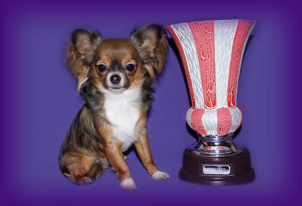 Chihuahua Nova (Udstationeret) - 081212: Hvalpe-Champion!... <3 billede 2