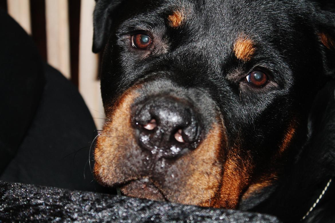Rottweiler Saxo (Vom Hause Luna's Pyton) - 31/12 2012 billede 20
