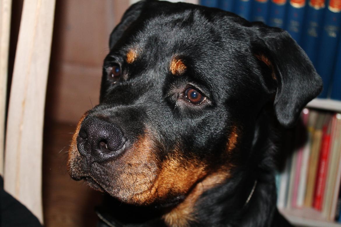 Rottweiler Saxo (Vom Hause Luna's Pyton) - 31/12 2012 billede 1