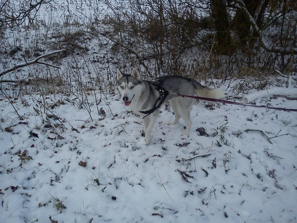 Siberian husky Divsen (diva) billede 1