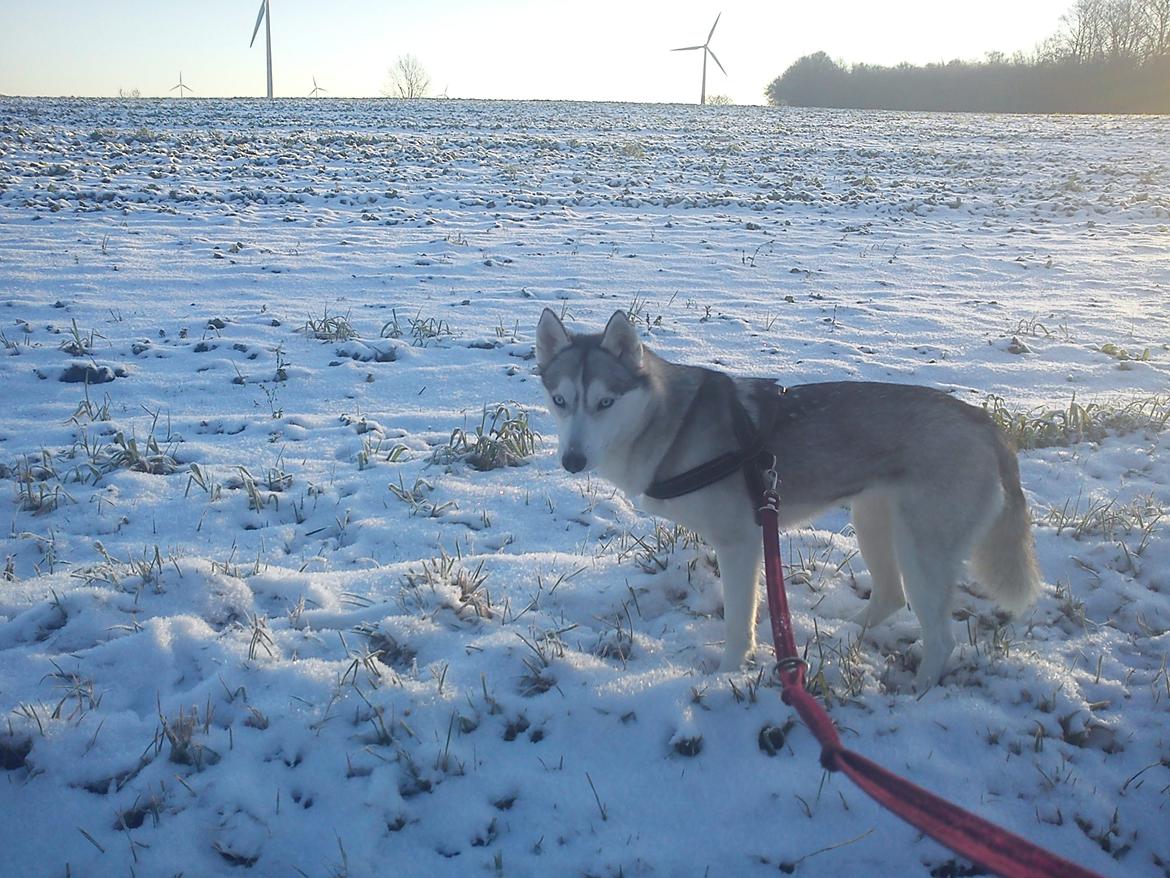 Siberian husky Divsen (diva) billede 2