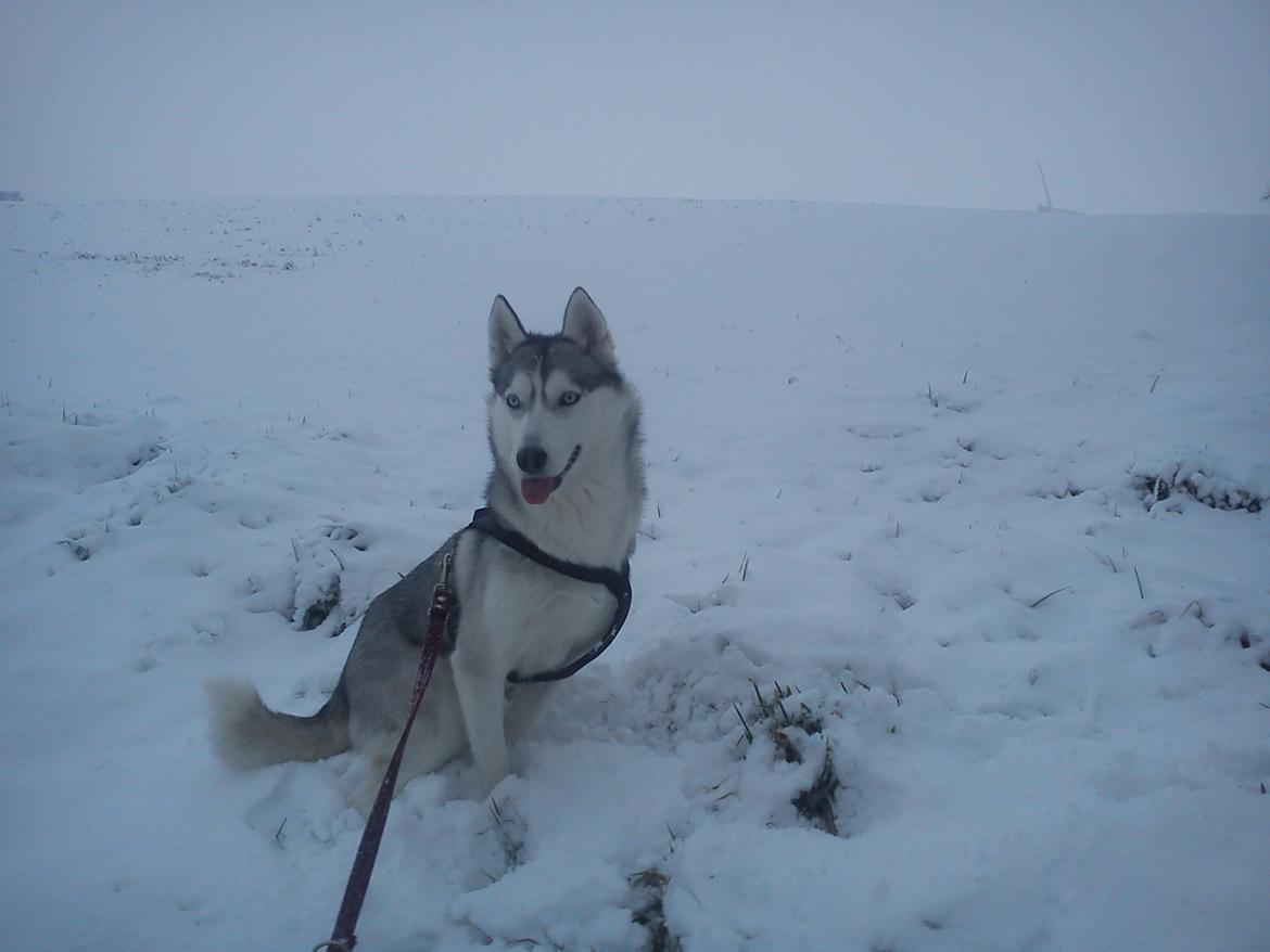 Siberian husky Divsen (diva) billede 3