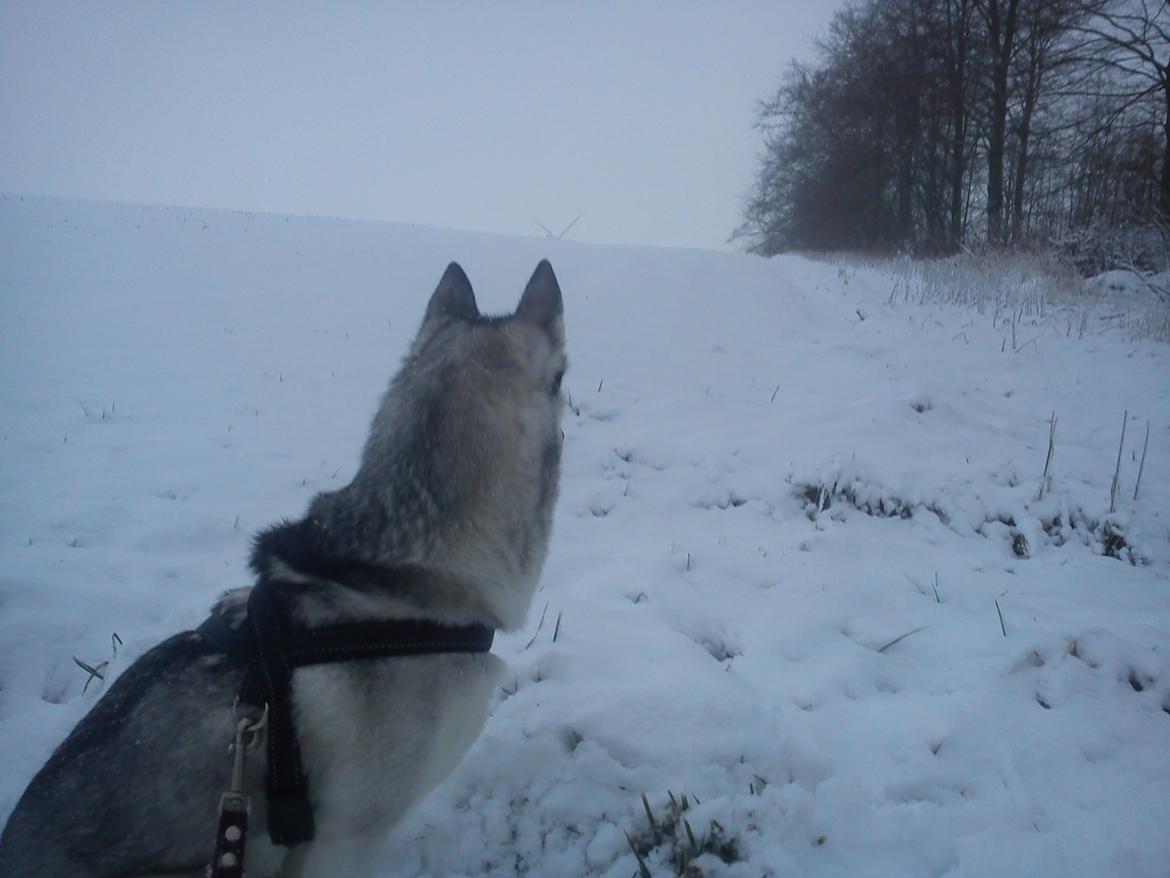 Siberian husky Divsen (diva) billede 4