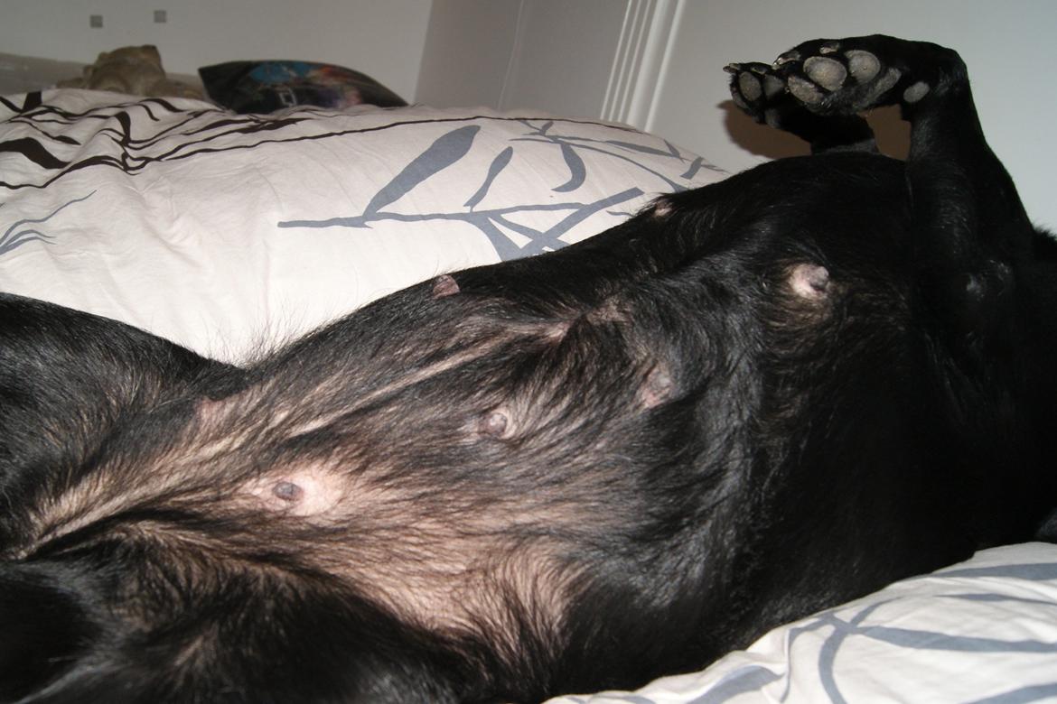 Labrador retriever SALLY - 20121231 Nytår billede 16