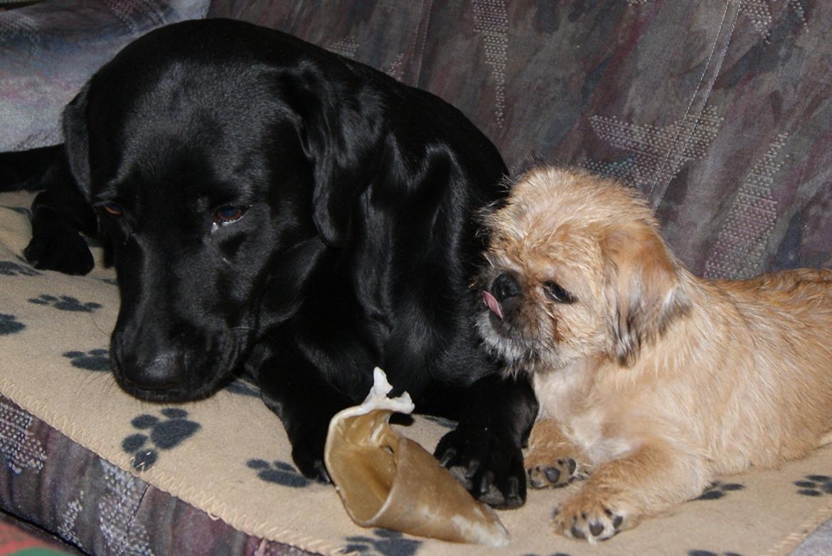 Labrador retriever SALLY - 20121225 1 Juledag billede 17