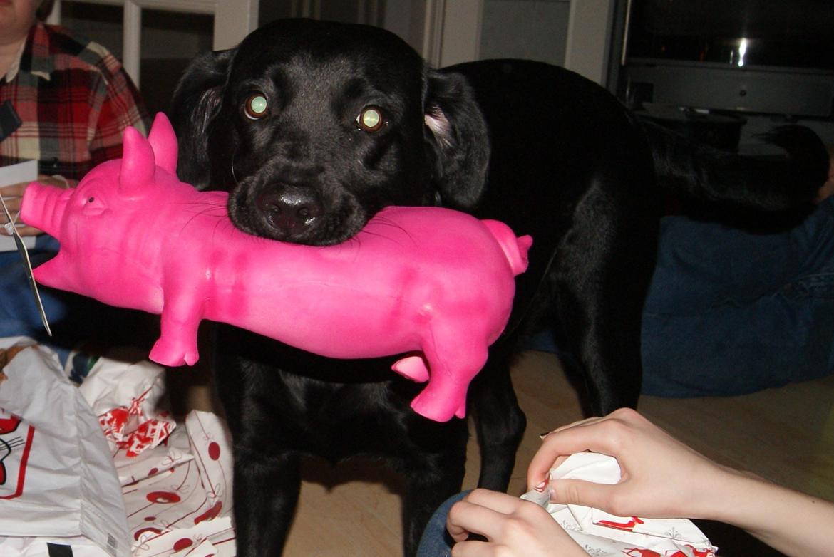 Labrador retriever SALLY - 20121224 Juleaften billede 18