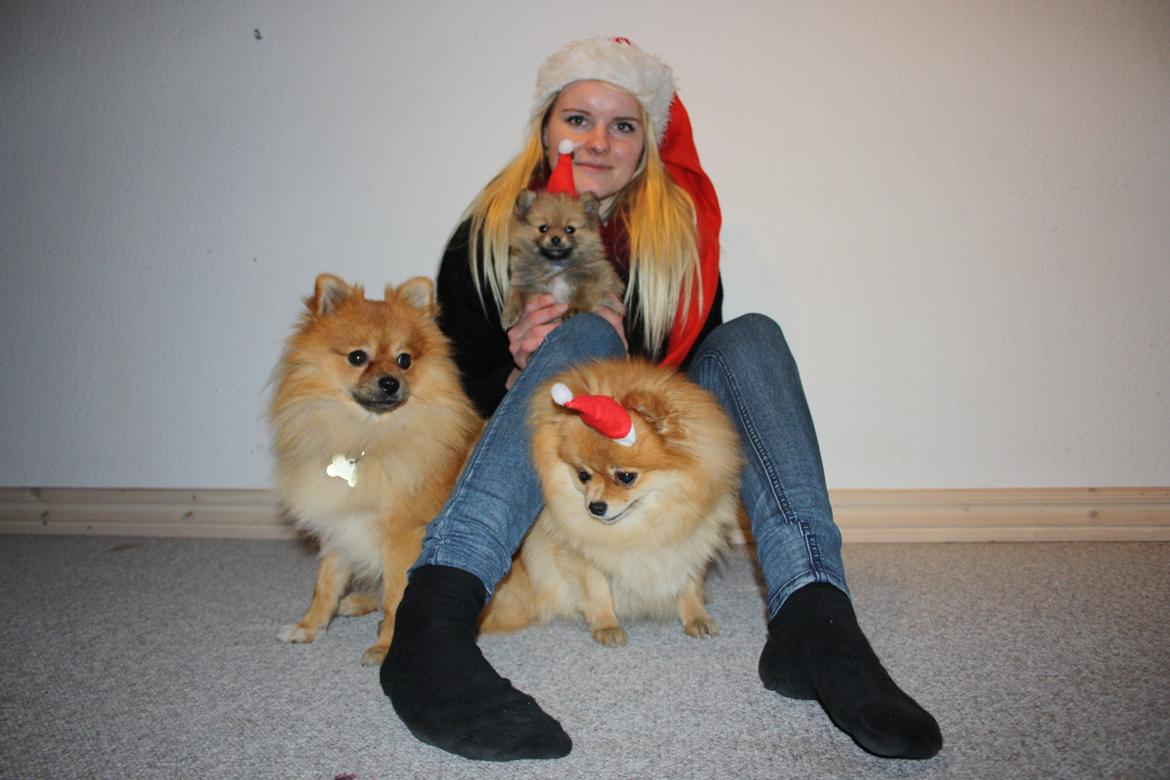 Pomeranian Maggie billede 2