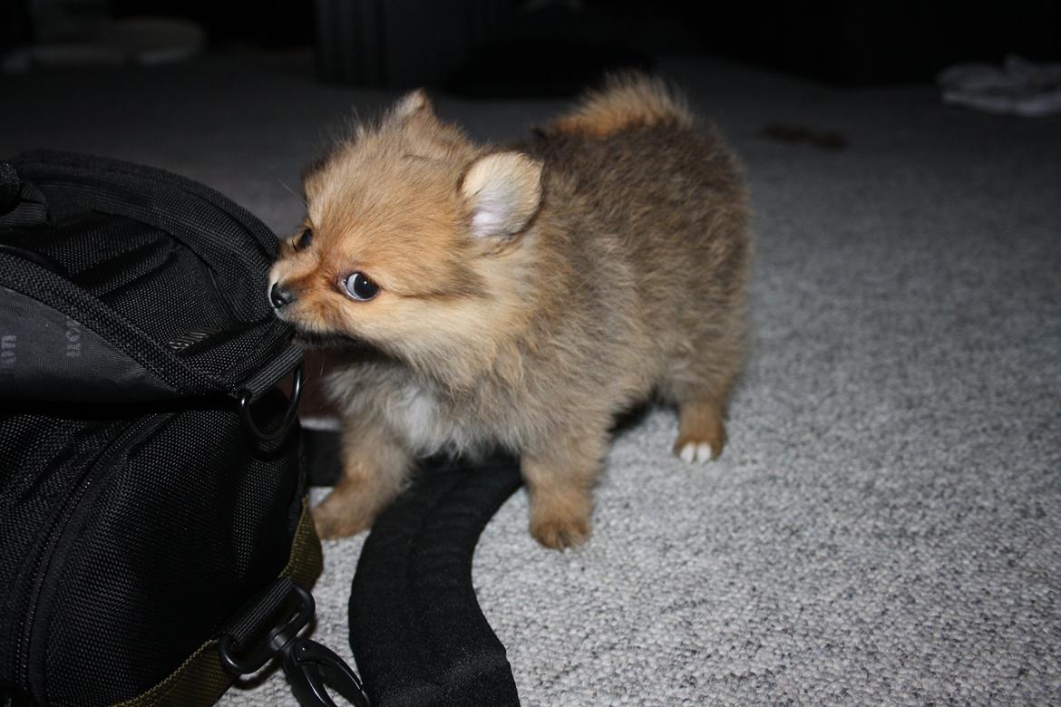 Pomeranian Maggie billede 4