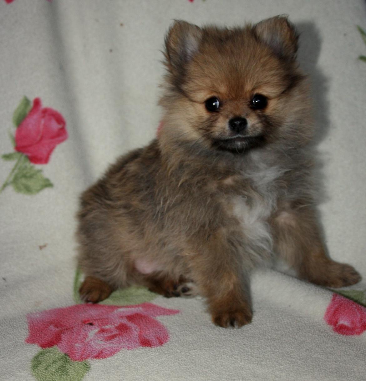 Pomeranian Maggie billede 5