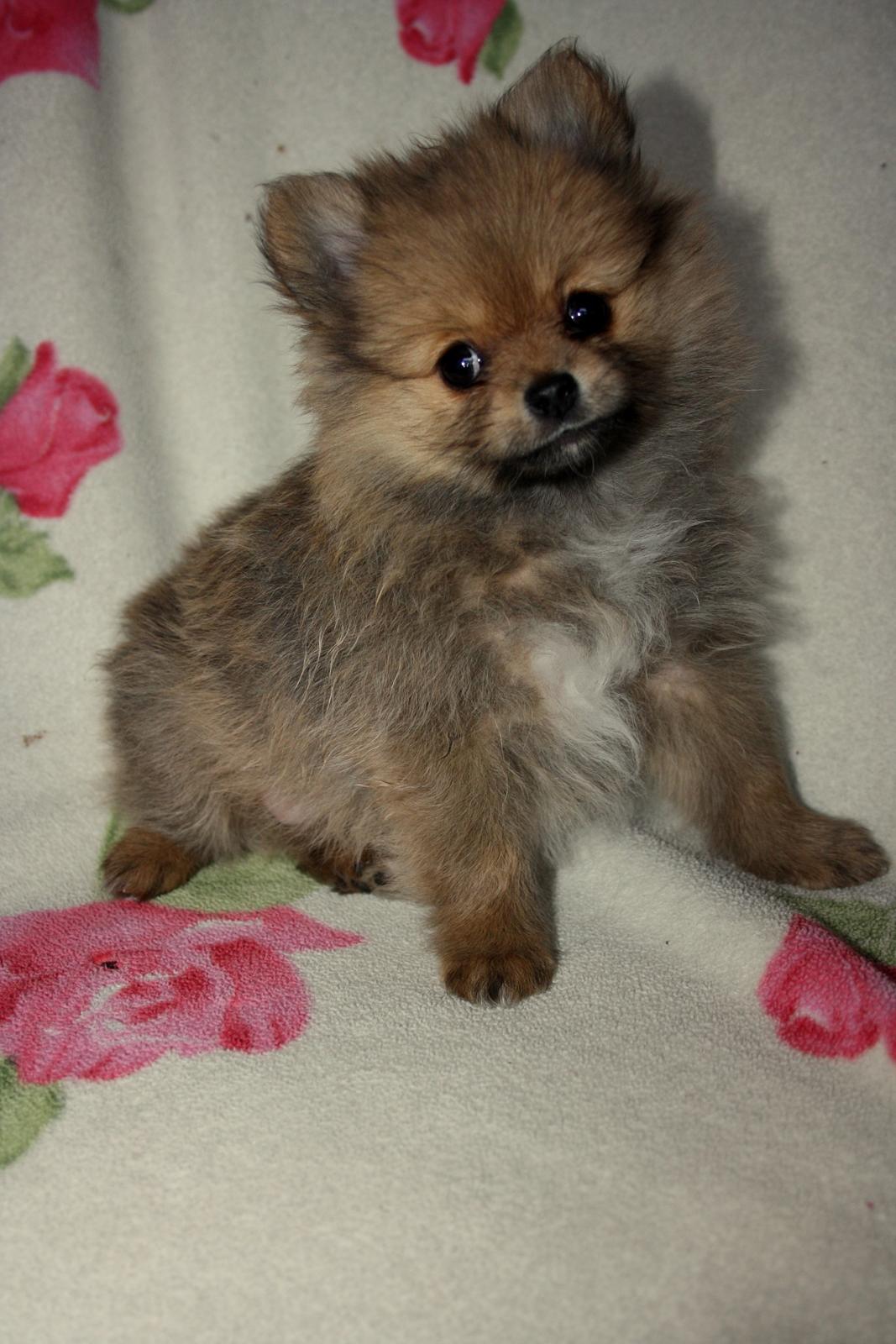 Pomeranian Maggie billede 6