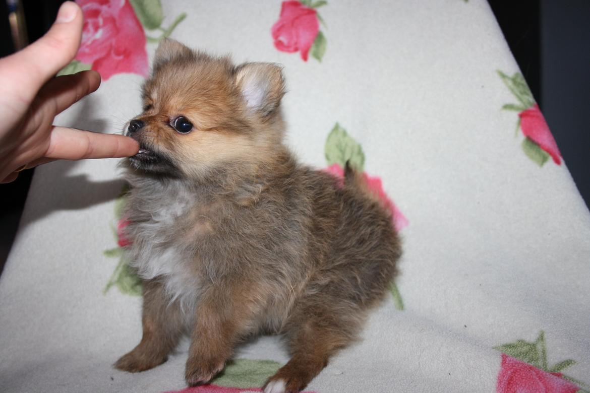 Pomeranian Maggie billede 7