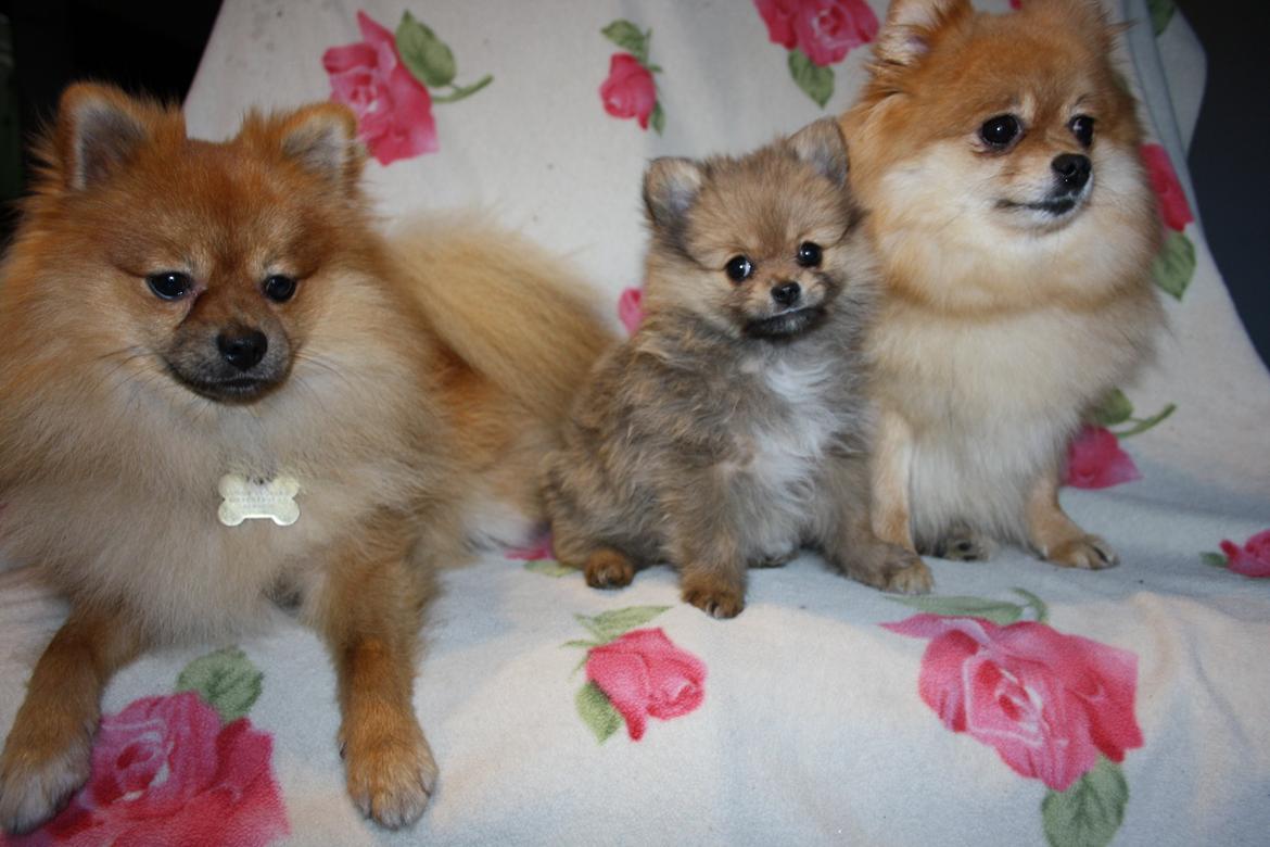 Pomeranian Maggie billede 9