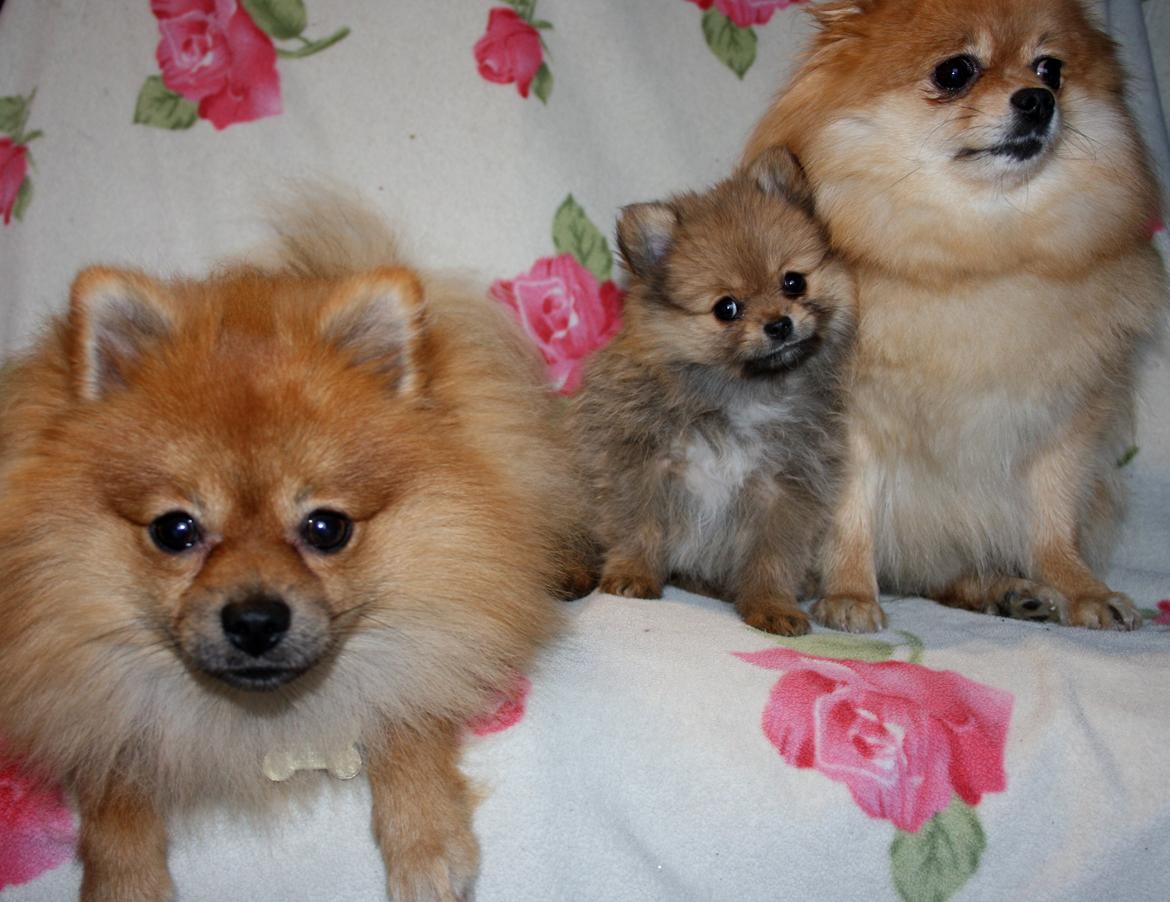 Pomeranian Maggie billede 10