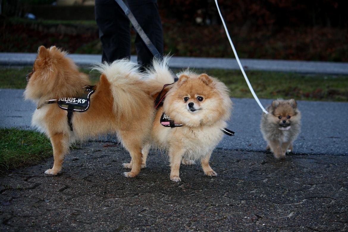 Pomeranian Maggie billede 13