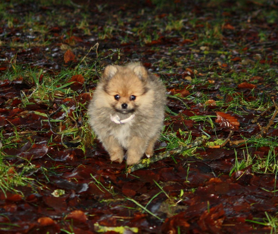 Pomeranian Maggie billede 3