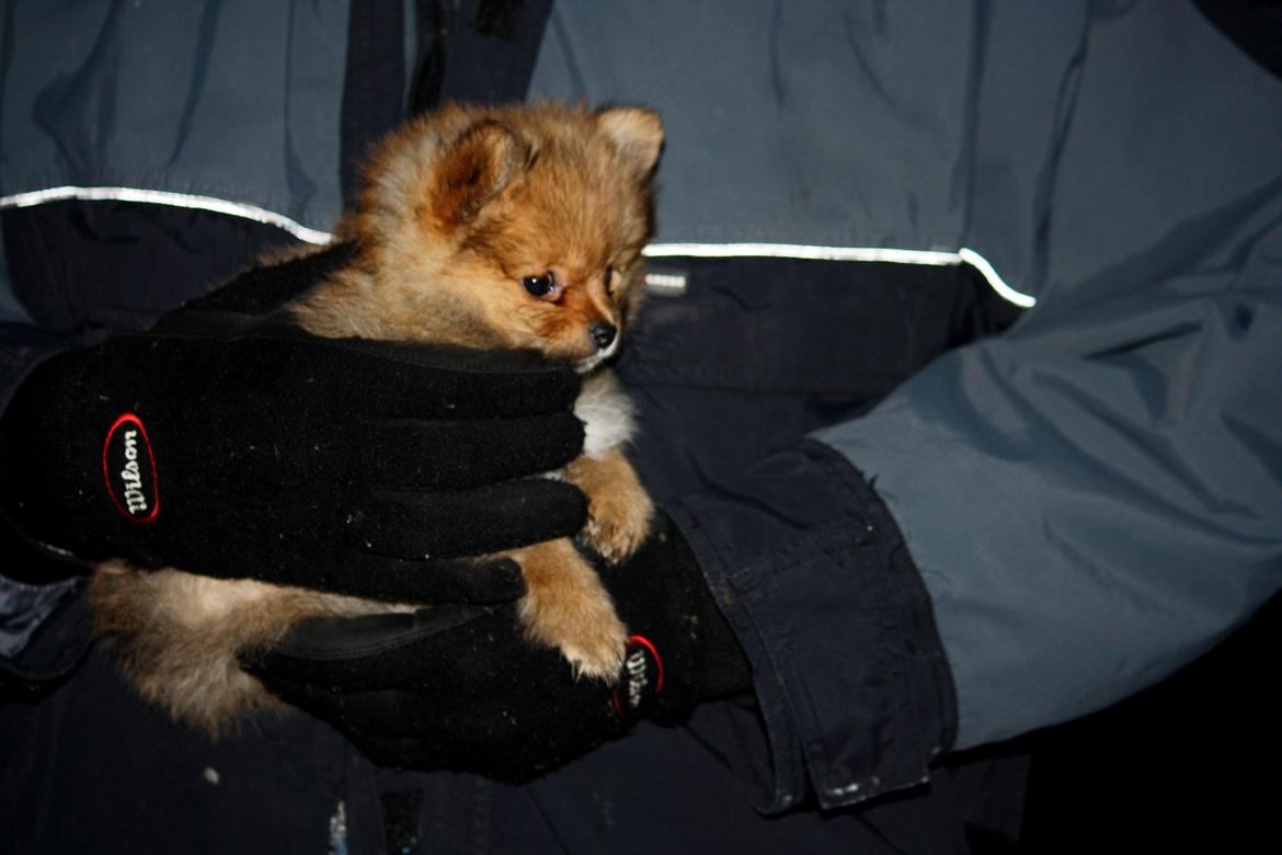 Pomeranian Maggie billede 14