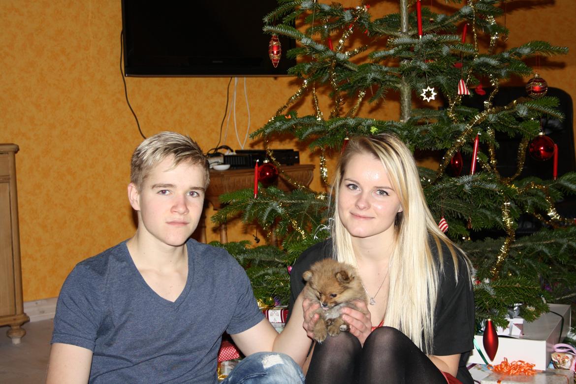 Pomeranian Maggie billede 17