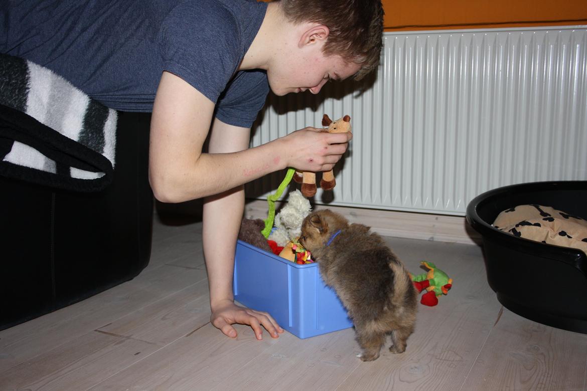 Pomeranian Maggie billede 18