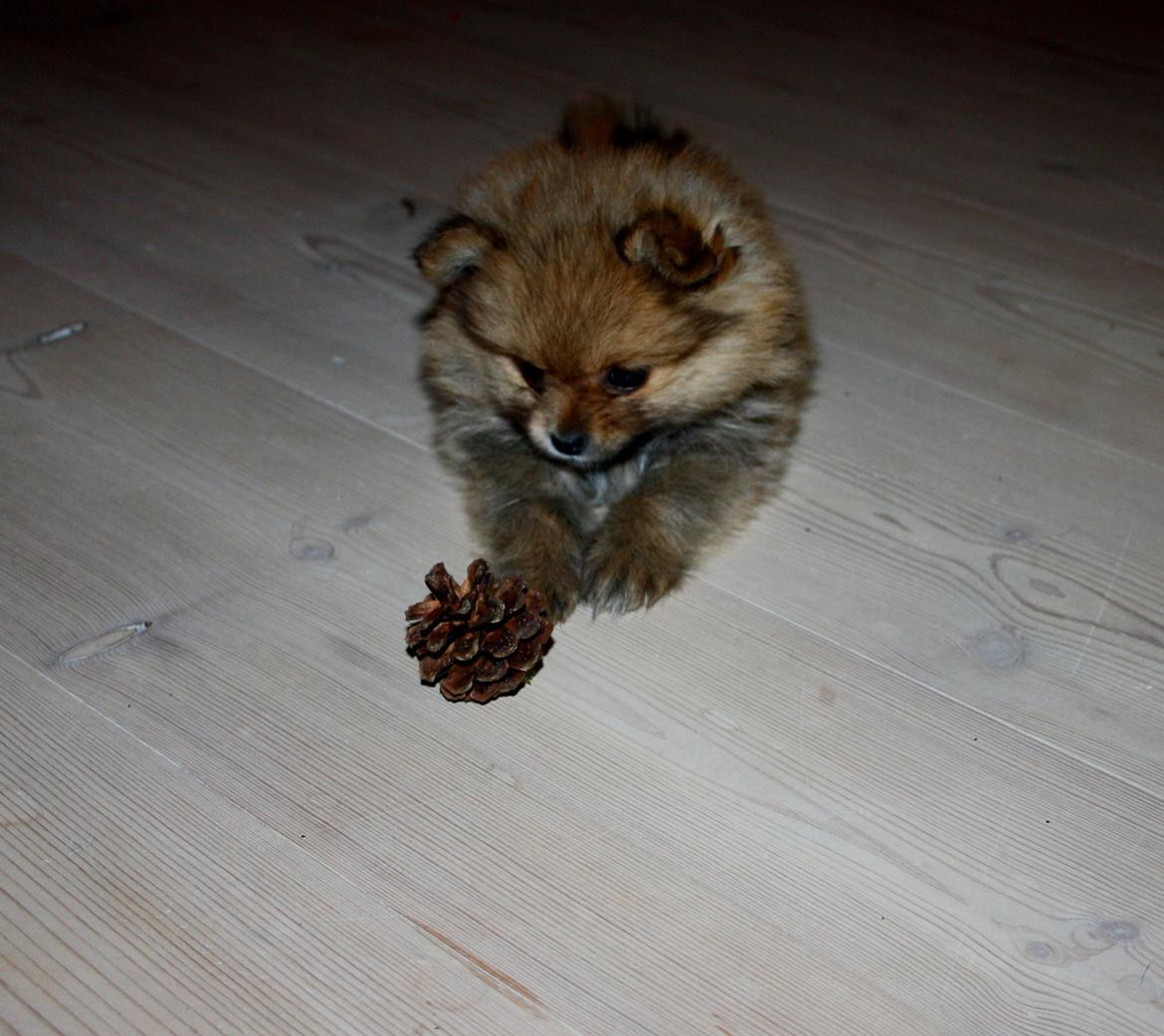 Pomeranian Maggie billede 8