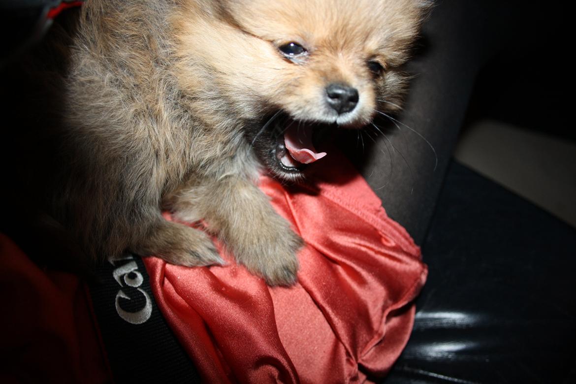 Pomeranian Maggie billede 11