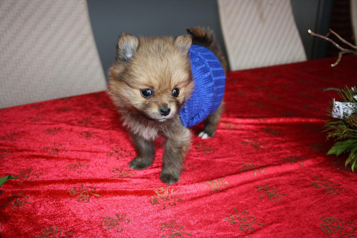 Pomeranian Maggie - 6 uger gammel billede 20