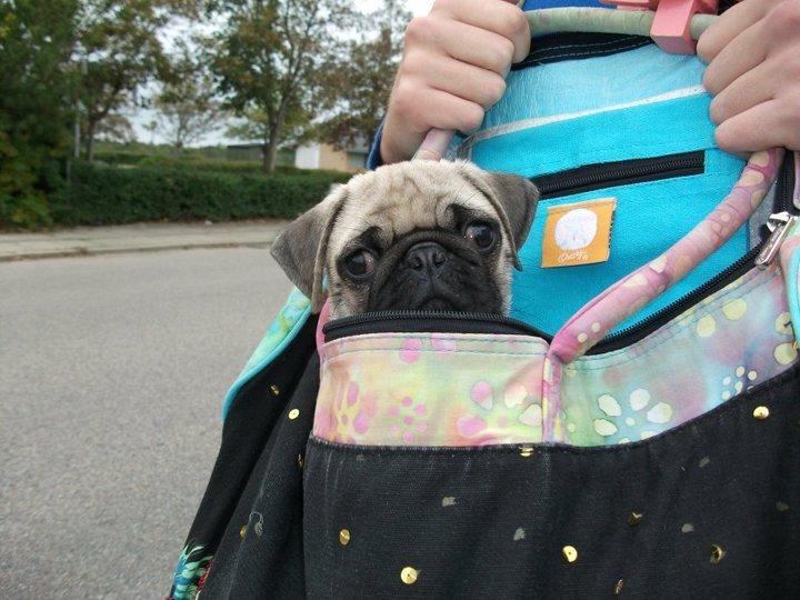 Mops Jobbe billede 6