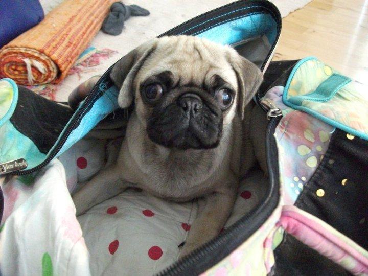 Mops Jobbe billede 9