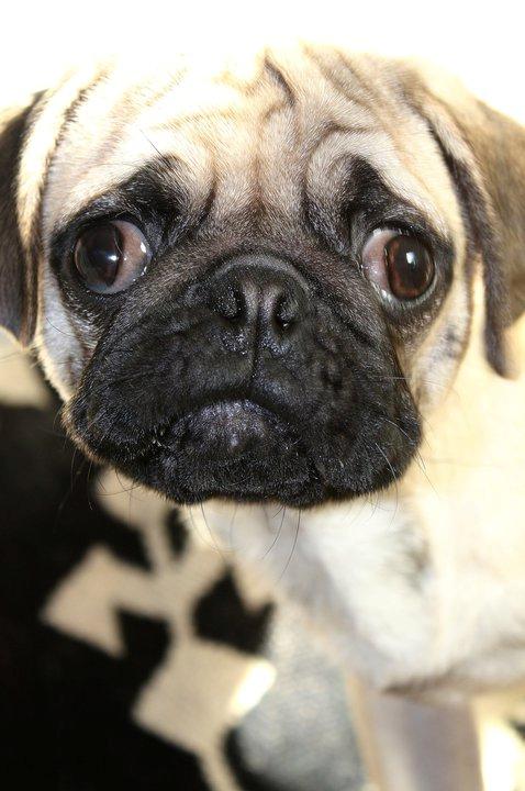 Mops Jobbe billede 10