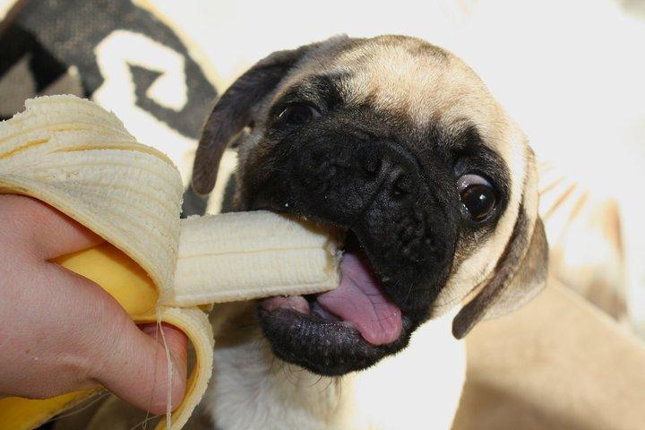 Mops Jobbe billede 8