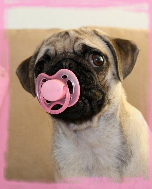 Mops Jobbe billede 3