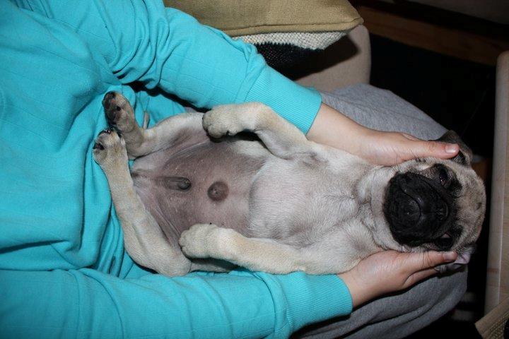 Mops Jobbe billede 11