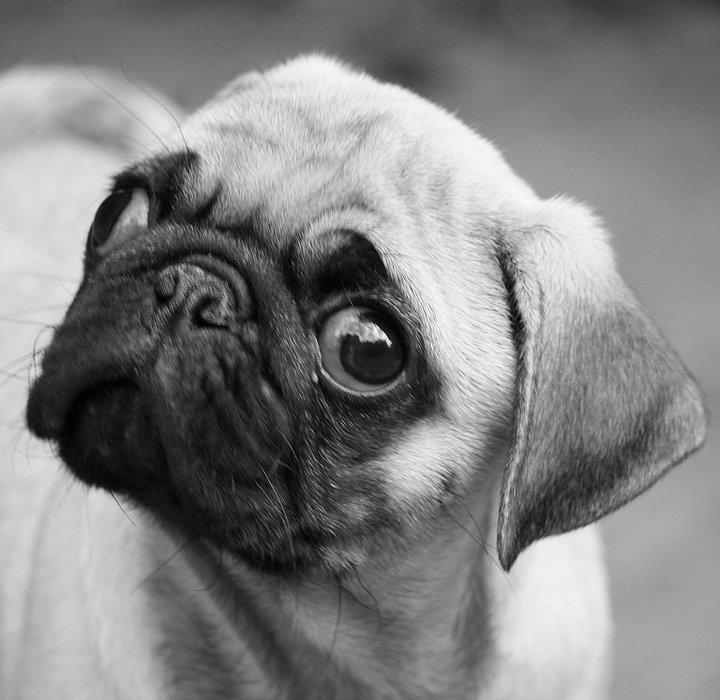 Mops Jobbe billede 13