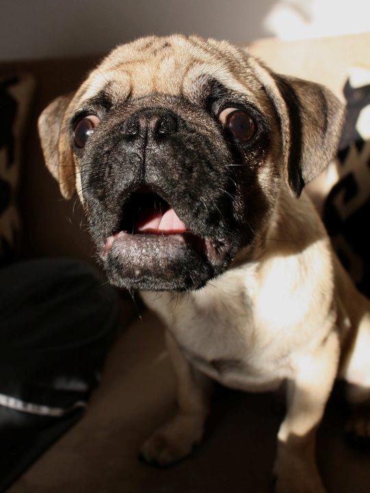 Mops Jobbe billede 14