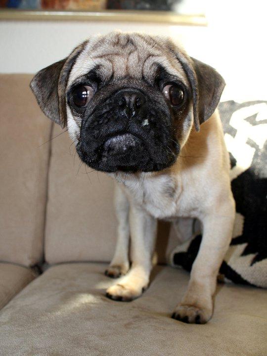 Mops Jobbe billede 15