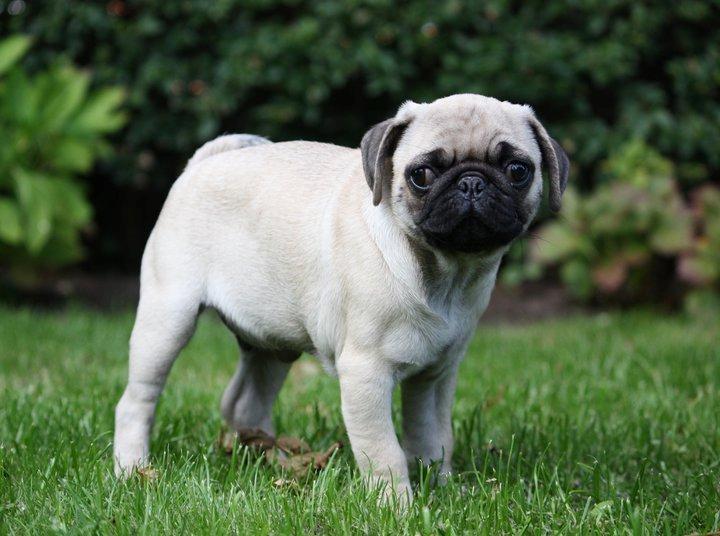 Mops Jobbe billede 4