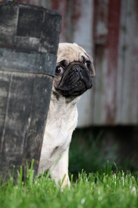 Mops Jobbe billede 5