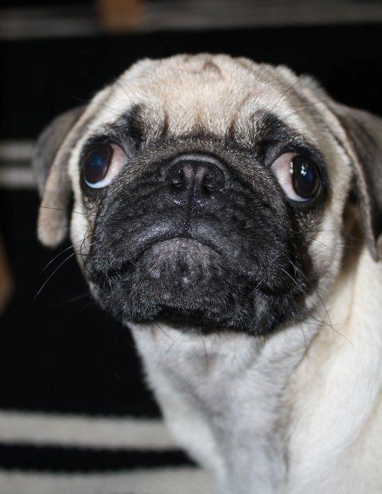 Mops Jobbe billede 7