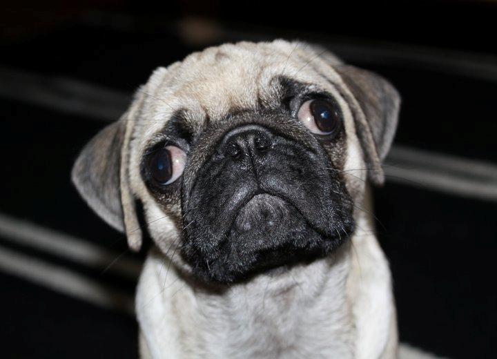 Mops Jobbe billede 12