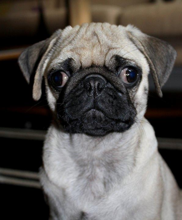 Mops Jobbe billede 16