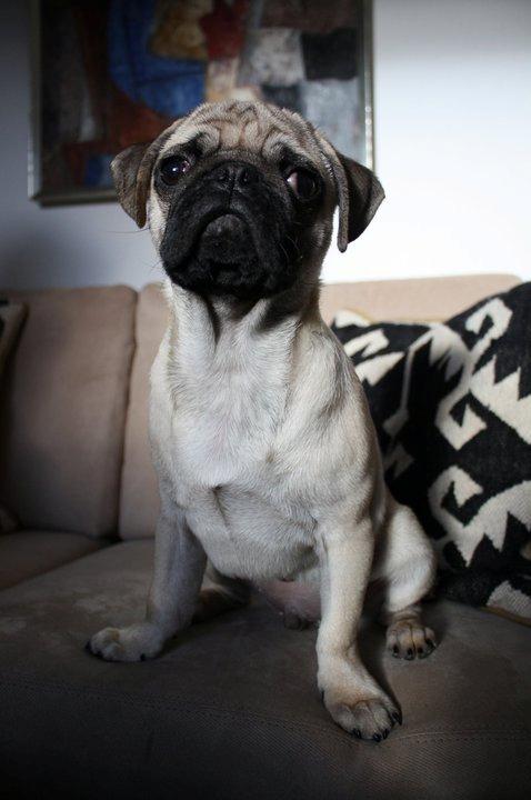 Mops Jobbe billede 2