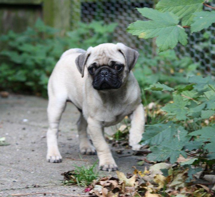 Mops Jobbe billede 17