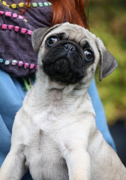 Mops Jobbe billede 18