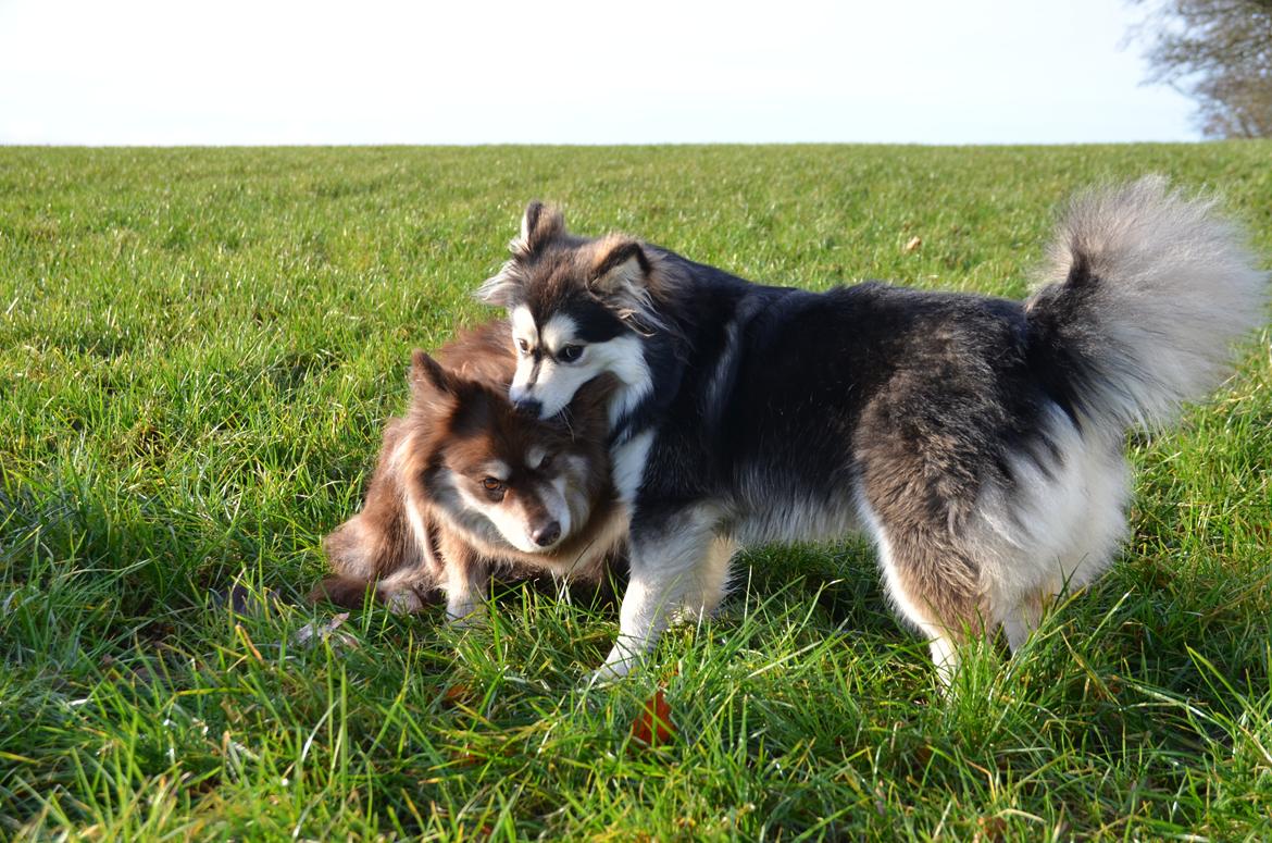 Finsk lapphund DKCH Lapinkaunis Mystique - Bider lige mor i øret ;) 7 Måneder billede 23