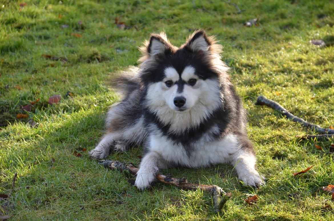 Finsk lapphund DKCH Lapinkaunis Mystique - 7 måneder, og en rigtig bandit! billede 22