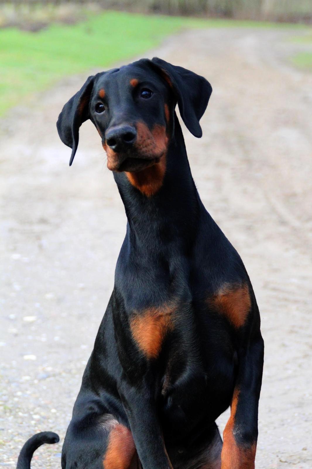 Dobermann Proud Danish Eye Of French Kiss - Billede taget af Kristine W. Genning - Elektra 5 mdr billede 10