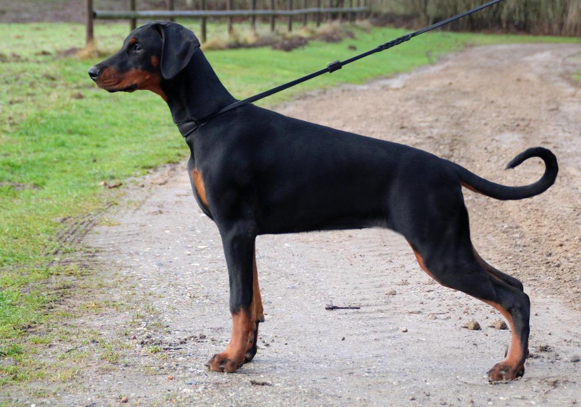 Dobermann Proud Danish Eye Of French Kiss - Billede taget af Kristine W. Genning - Elektra 5 mdr billede 11